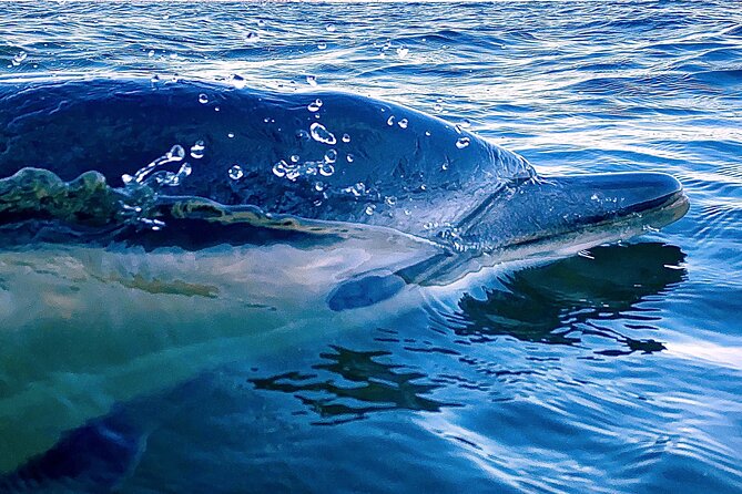 Lisbon: Dolphin Watching with Marine Biologist - Small Group - From the Mercedes-Benz Oceanic Lounge to open water