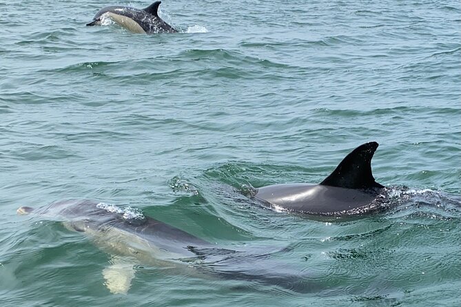Lisbon: Dolphin Watching with Marine Biologist - Small Group - The conservation work behind the boat ride