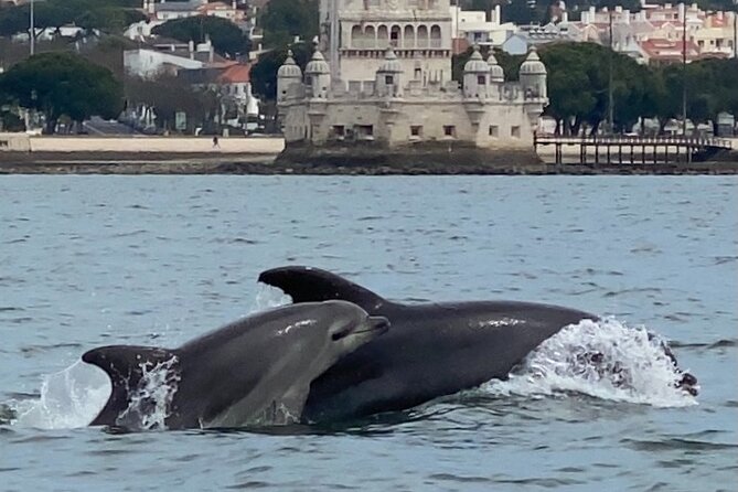 Lisbon: Dolphin Watching with Marine Biologist - Small Group - The Cascais coast and the return to Lisbon
