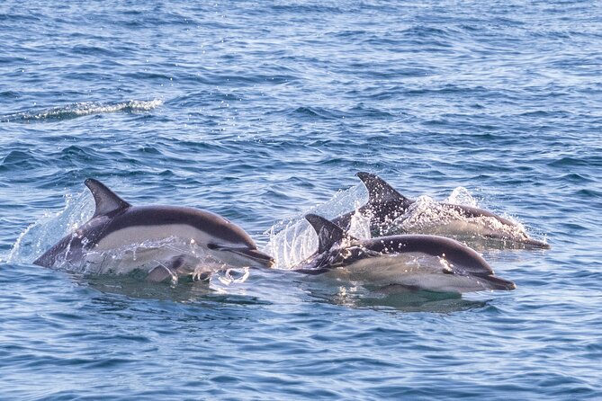 Lisbon: Dolphin Watching with Marine Biologist - Small Group - What the $61 price really buys
