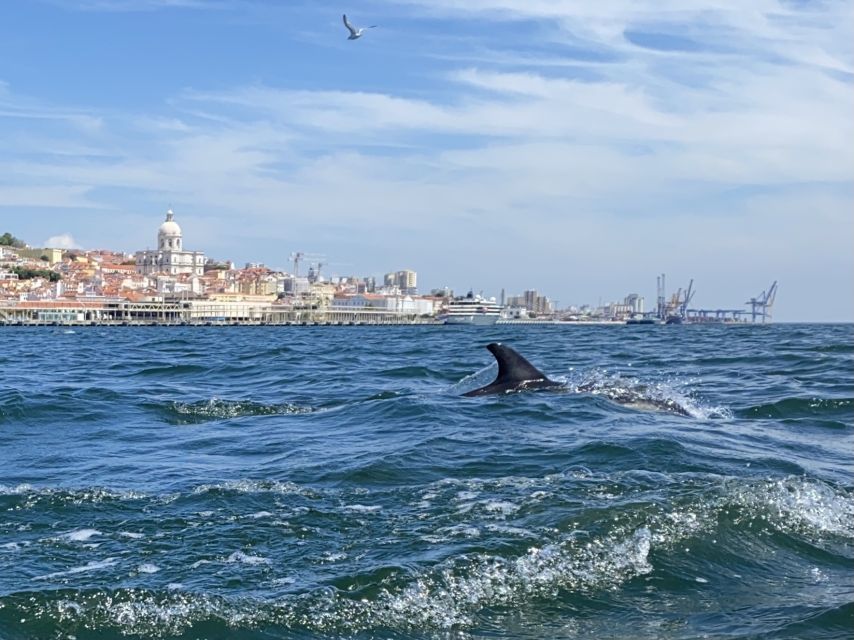 Lisbon: Dolphin Watching with Marine Biologist - Small Group - Who should book, and who should think twice