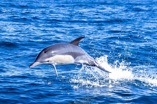 Lisbon: Dolphin Watching with Marine Biologist - Small Group - Searching the Tagus and Atlantic for dolphins