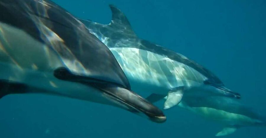 Lisbon: Dolphin Watching with Marine Biologist - The RIB boat makes the journey part of the fun