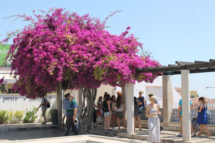 Lisbon: Full-Day Private Walking Sightseeing Tour - Alfama, where Lisbon’s oldest quarter earns its time