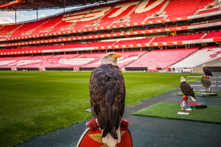 Lisbon: Luz Stadium Tour & SL Benfica Museum Ticket w/Scarf - The away locker room and the honest limitation