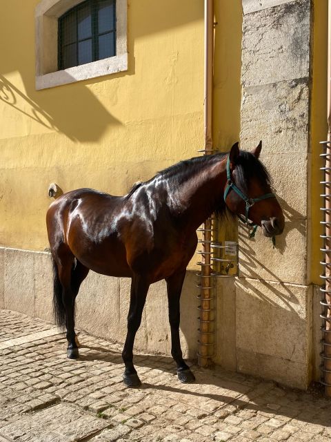 Lisbon: Morning of Equestrian Art with Lusitano Horses - Watching Lisbon’s Lusitano Horses at Work