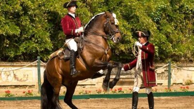 Morning of Equestrian Art with Lusitano Horses