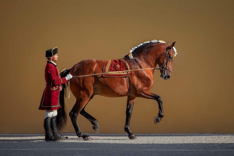 Lisbon: Morning of Equestrian Art with Lusitano Horses - How Much Time You Really Need