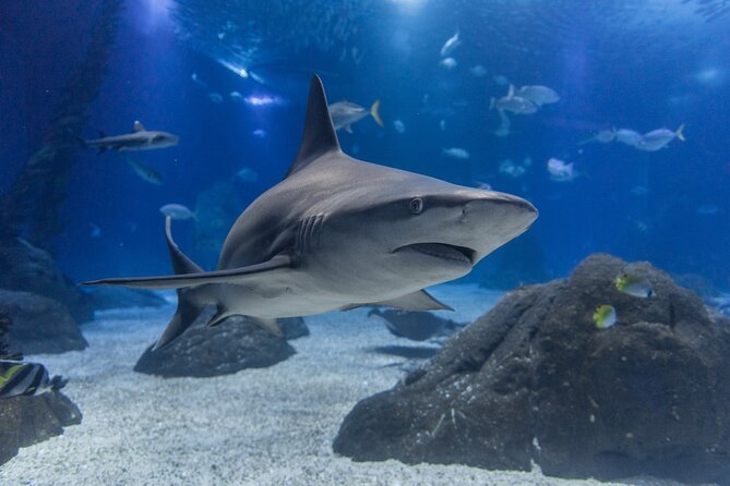 Lisbon Oceanario: Aquarium Entrance Ticket - Submerged Universe adds a digital element