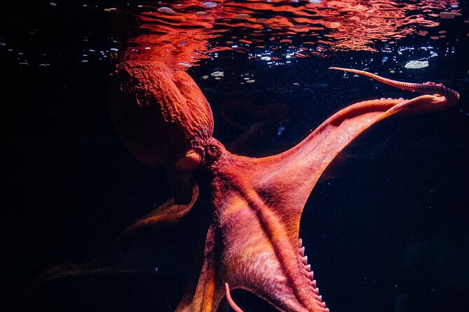 Lisbon Oceanario: Aquarium Entrance Ticket - How long to plan for the visit