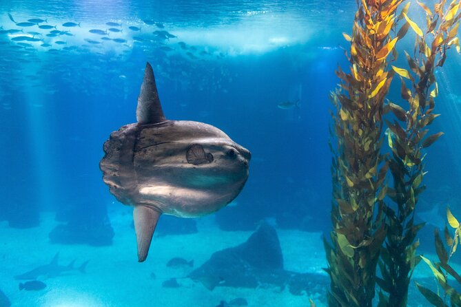 Lisbon Oceanario: Aquarium Entrance Ticket - Crowds, noise, and viewing space