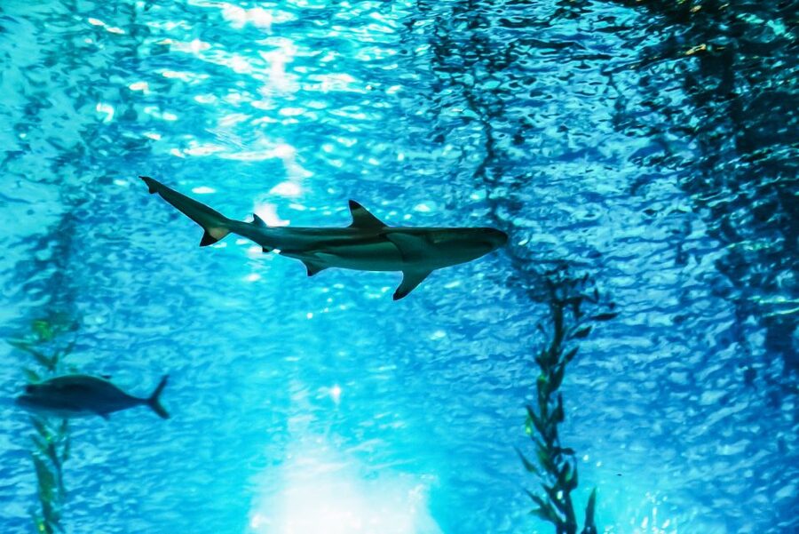 Lisbon: Oceanário de Lisboa Entrance Ticket - The central tank is the reason to come