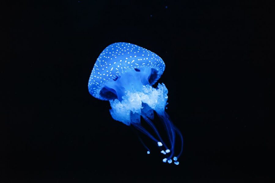 Lisbon: Oceanário de Lisboa Entrance Ticket - Should you book the Lisbon Oceanário ticket?