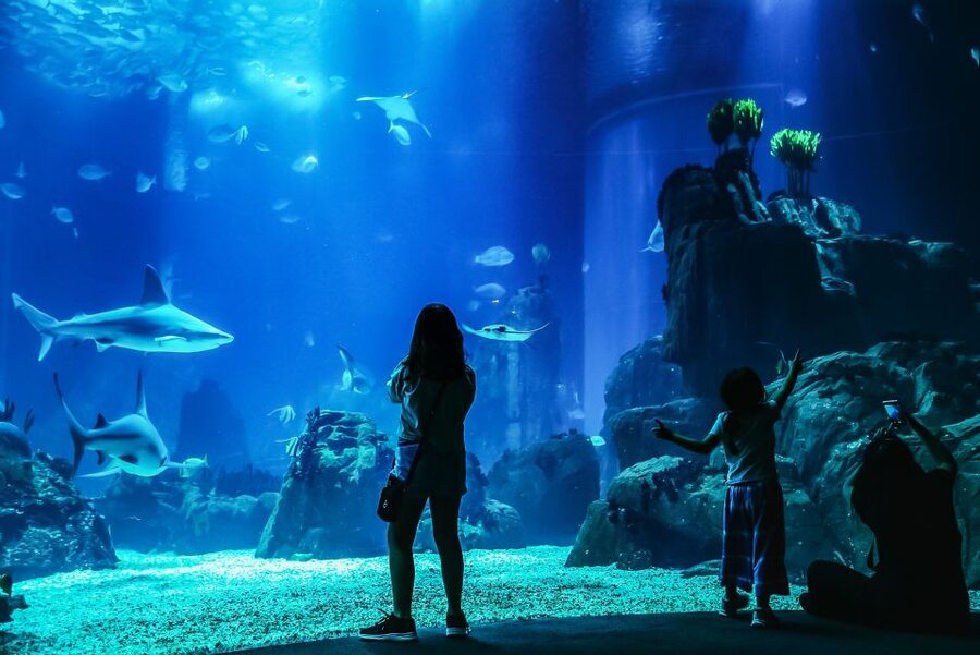 Lisbon: Oceanário de Lisboa Entrance Ticket - The temporary exhibits and underwater forest