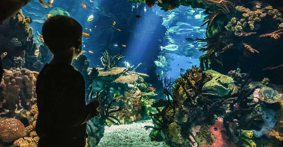 Lisbon: Oceanário de Lisboa Entrance Ticket - Going with a guide, or exploring alone