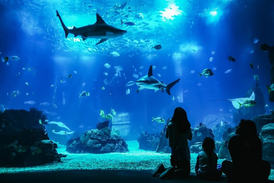 Lisbon: Oceanário de Lisboa Entrance Ticket - How long you need inside