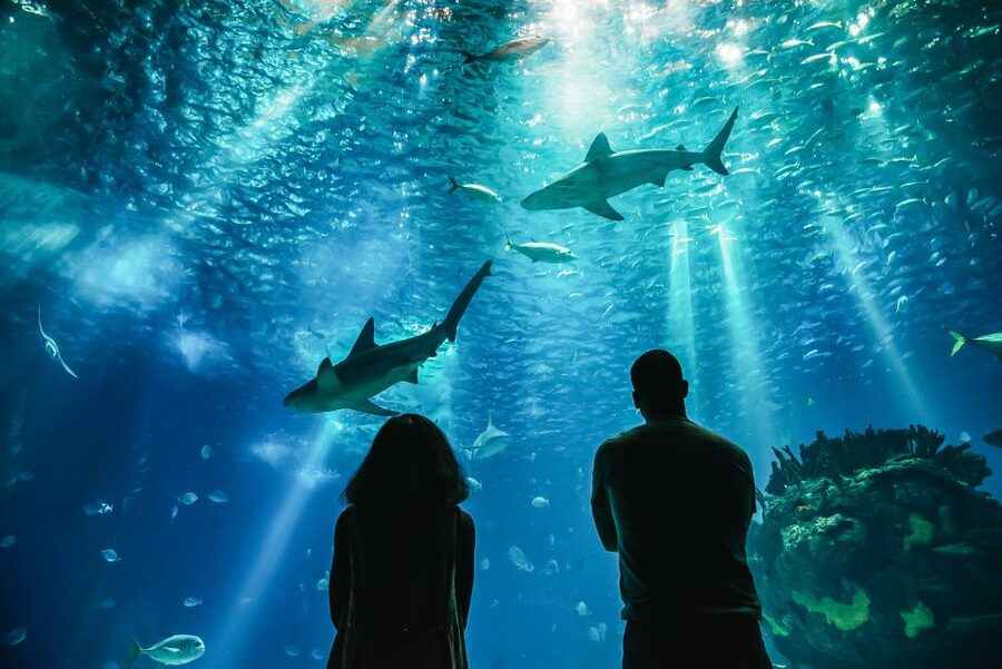 Lisbon: Oceanário de Lisboa Entrance Ticket - Getting to Parque das Nações