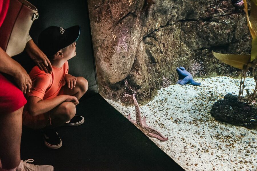 Lisbon: Oceanário de Lisboa Entrance Ticket - Price, crowds, and practical value