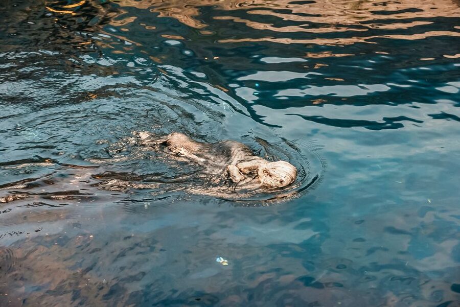 Lisbon: Oceanário de Lisboa Entrance Ticket - Sharks, rays, otters, and penguins