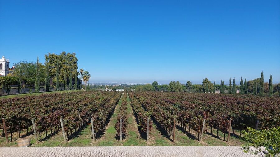 Lisbon: Private Full-Day Wine Tasting Tour in a premium car - Leaving Lisbon for Azeitão by Tesla