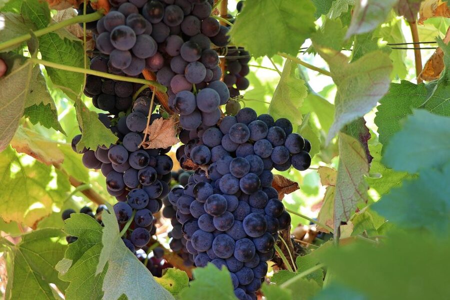 Lisbon Private Setúbal Region Wine Tasting Tour - Quinta do Alcube and the farming side of wine