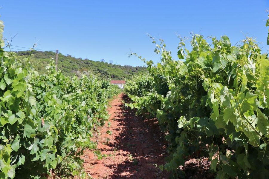 Lisbon Private Setúbal Region Wine Tasting Tour - Assis Lobo and the family touch