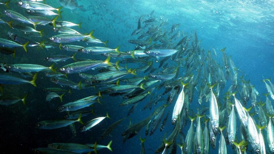 Lisbon: Snorkelling in Sesimbra/Arrábida Natural Park - What makes the Prof. Luiz Saldanha Marine Park special