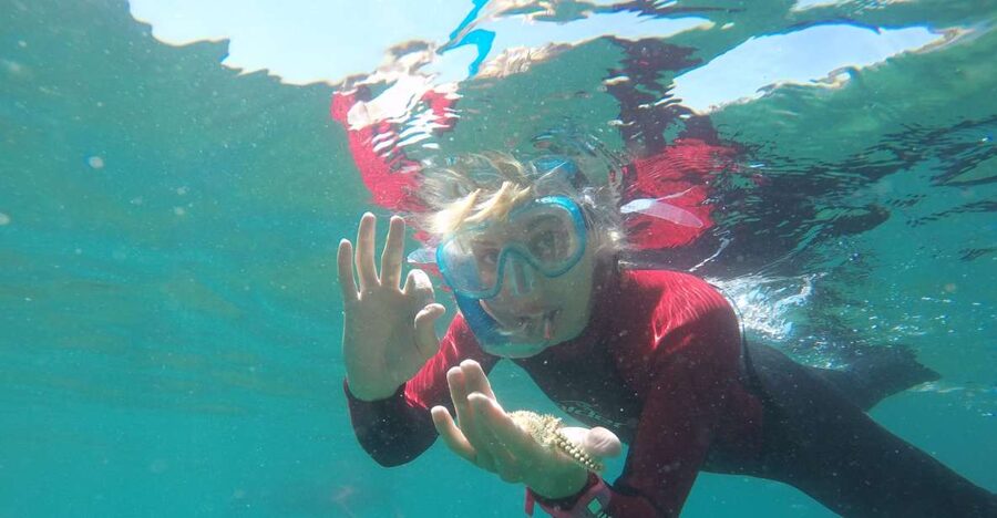 Lisbon: Snorkelling in Sesimbra/Arrábida Natural Park - What you might see beneath the surface