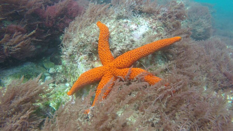 Lisbon: Snorkelling in Sesimbra/Arrábida Natural Park - Is the boat ride worth part of your time?