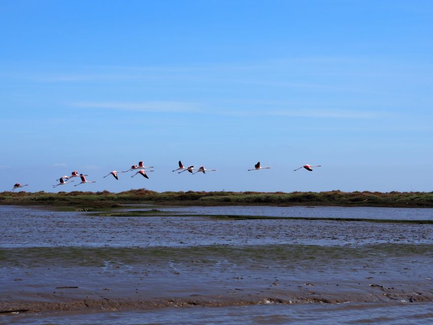 Lisbon: Tagus Estuary Nature Reserve Birdwatching Boat Tour - Key points at a glance