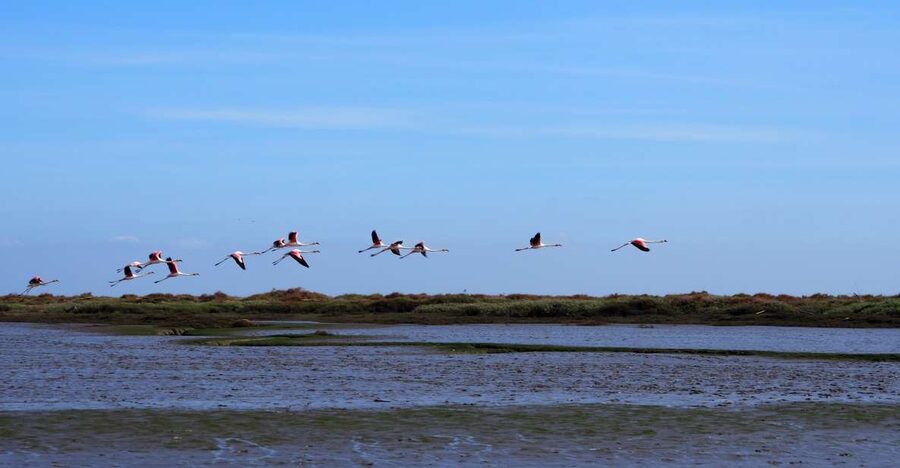 Lisbon: Tagus Estuary Nature Reserve Birdwatching Boat Tour - Meeting at Onda Luso-Americana