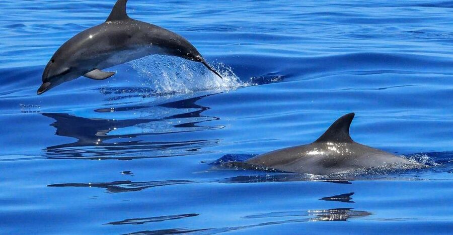 Lisbon: Tagus River Cruise to the Ocean & Dolphin Watching - Trafaria and the mouth of the Tagus