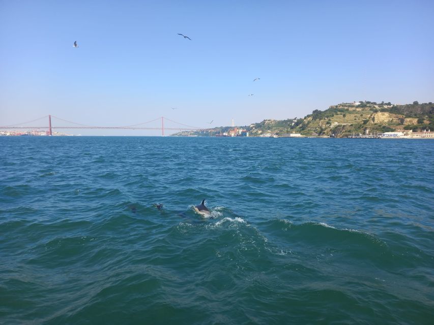 Lisbon: Tagus River Cruise to the Ocean & Dolphin Watching - The Atlantic search for dolphins