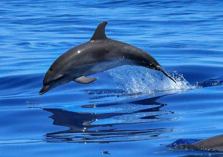 Lisbon: Tagus River Cruise to the Ocean & Dolphin Watching - Beaches and coastal views on the return