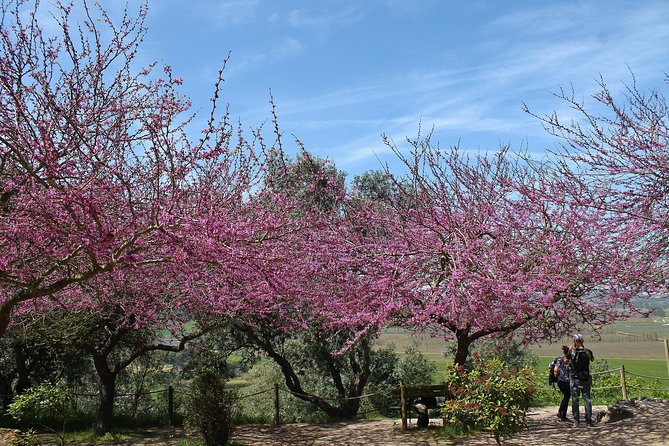 Óbidos historic village and Mafra Palace Private Tour - Why a private guide matters at Mafra