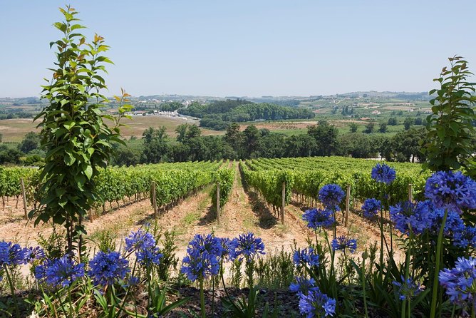 Setúbal Wine Tour with Visit and Tasting at 2 Wineries - Guides, group size, and the personal touch