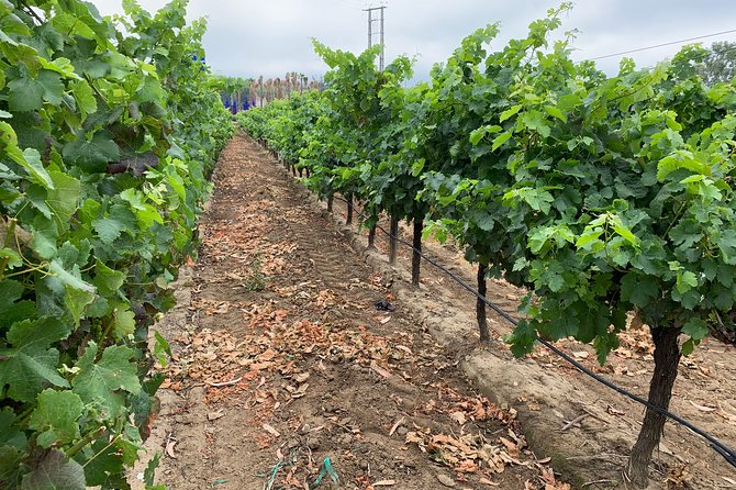 Setúbal Wine Tour with Visit and Tasting at 2 Wineries - The drive south and the pickup arrangement