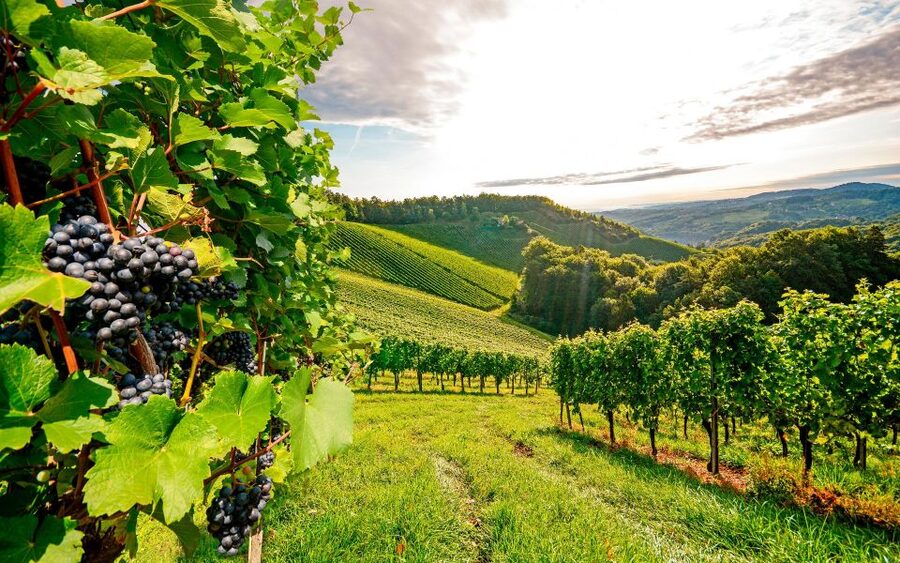 Wine Tasting - Private Half-Day Tour - Should you book it?